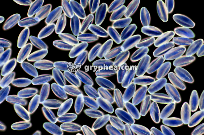 Pollen Erable x100 - gryphea.com